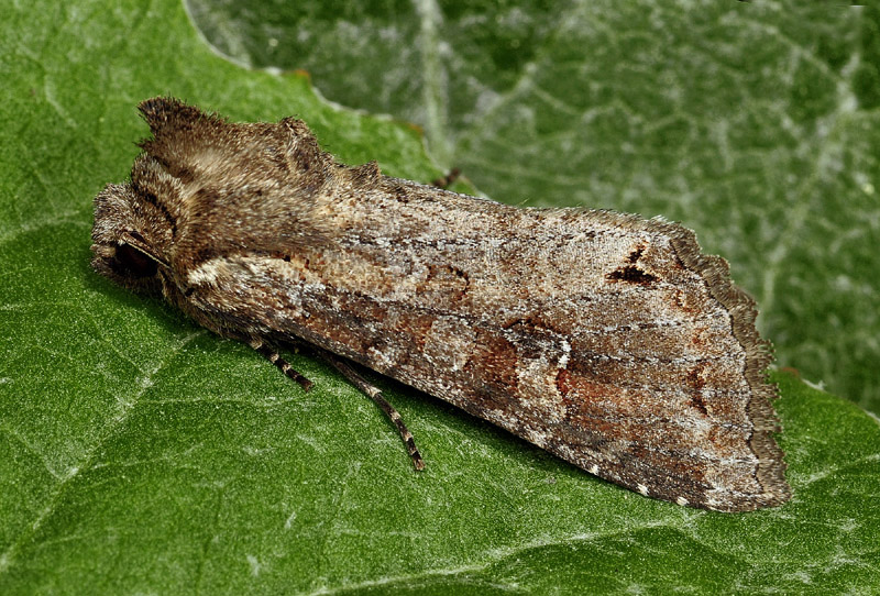 Noctuidae: Polia bombycina